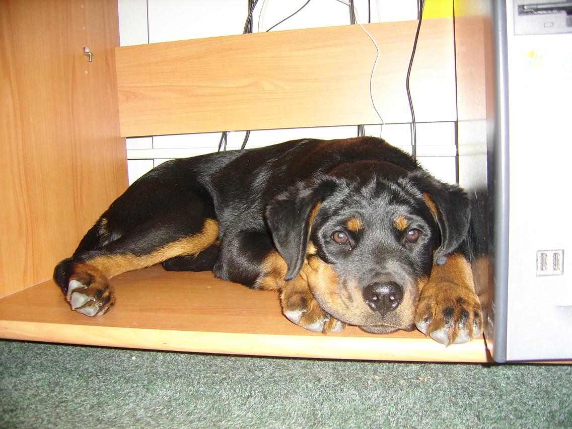2007_mala_ejmicka_v_kancelari_pod_PC.JPG