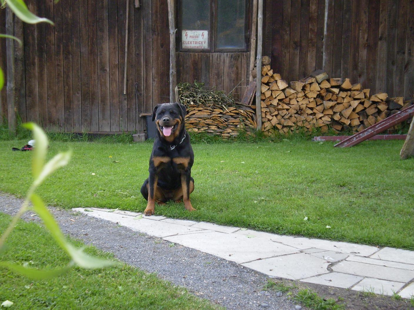 Aja_cerven_2009.JPG