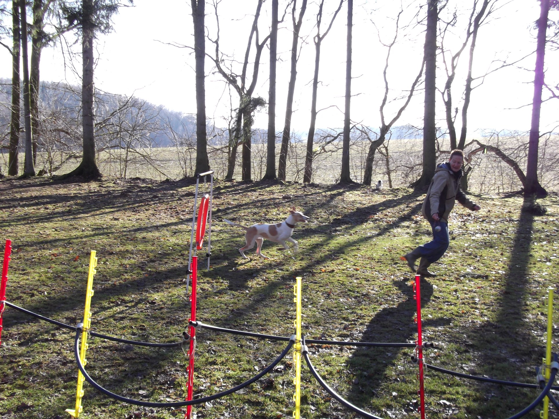 a zase agility