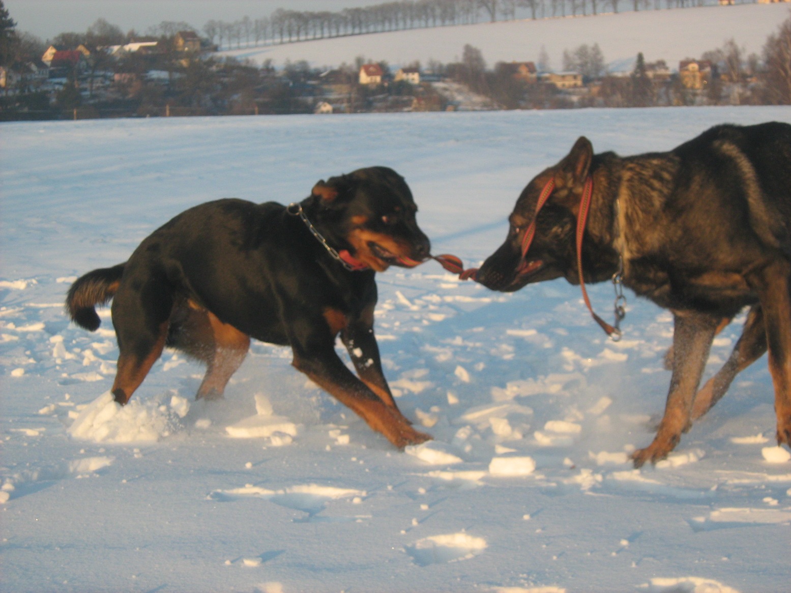 Narozeniny 2011 443